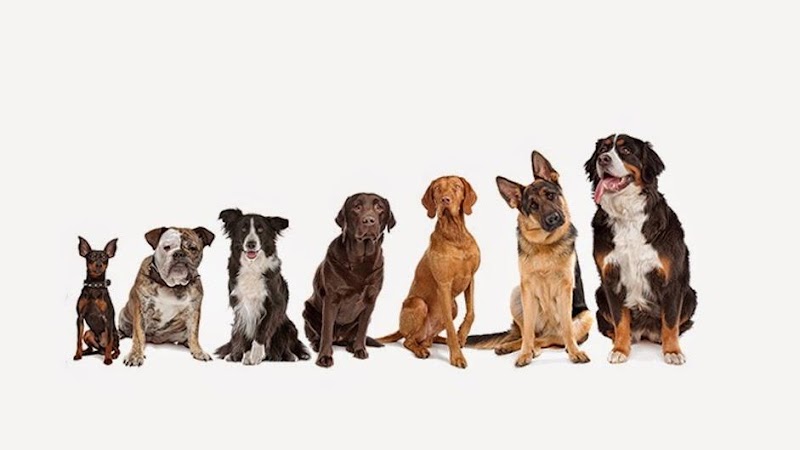 Mission Veterinary Hospital and Animal Emergency Clinic