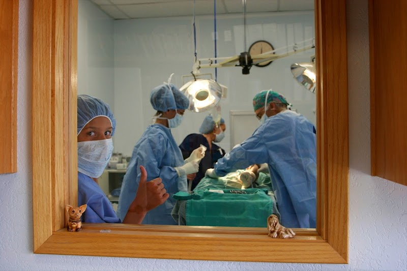 The Pet Hospital of Tierrasanta