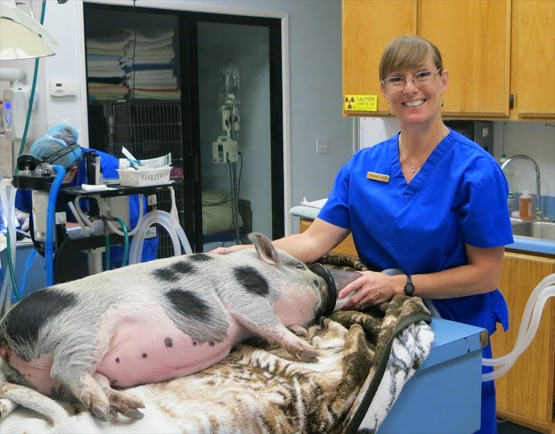 The Pet Hospital of Tierrasanta