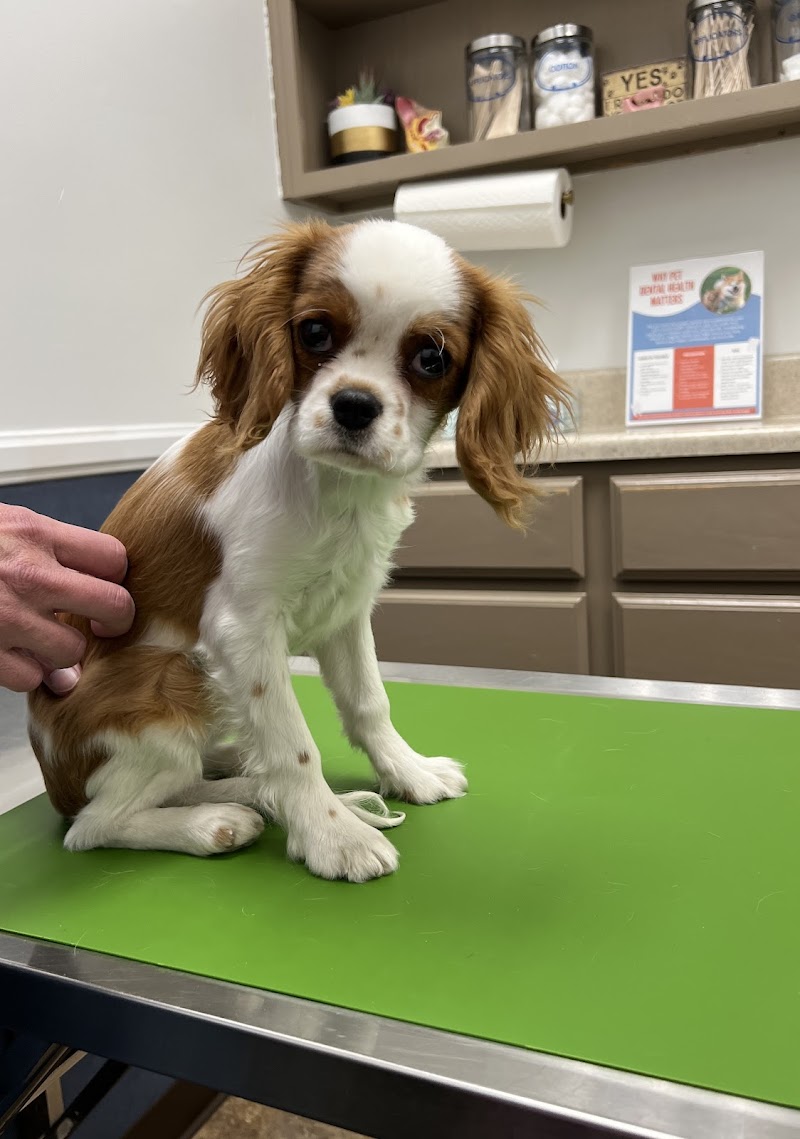 The Pet Hospital of Tierrasanta