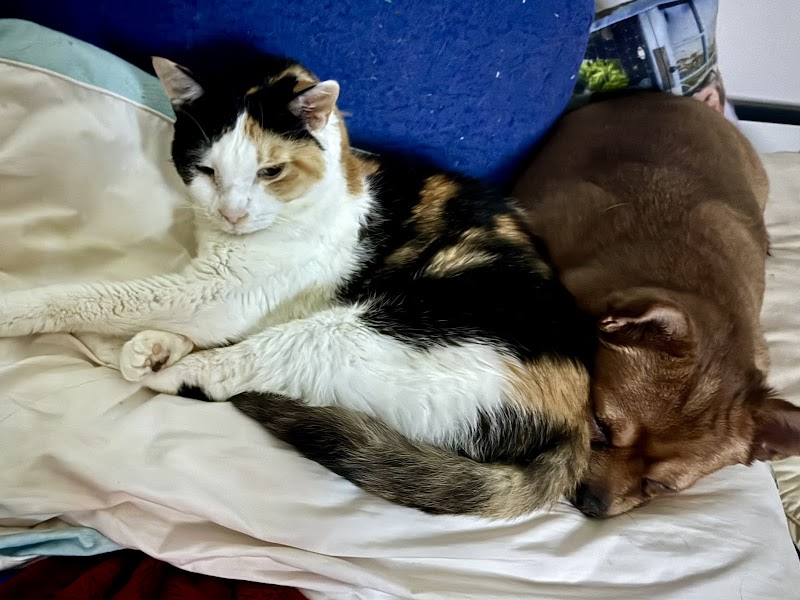 The Pet Hospital of Tierrasanta