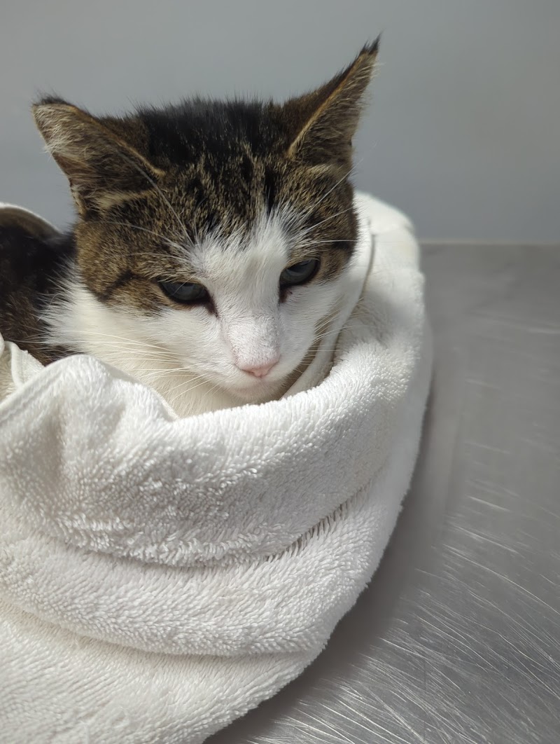 Westbridge Veterinary Referral Hospital