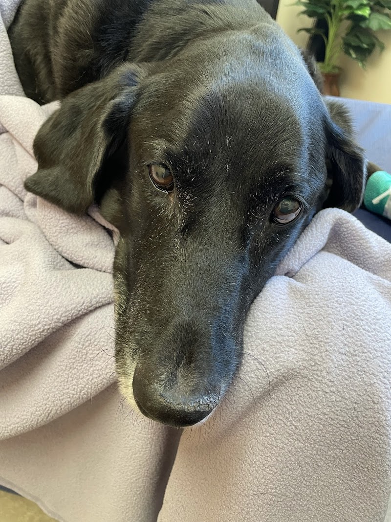 Westbridge Veterinary Referral Hospital