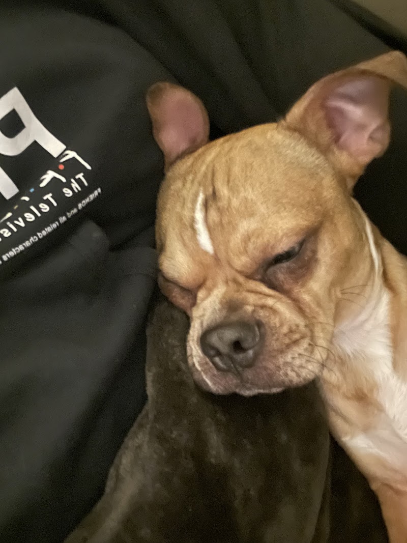 Denton County Animal ER