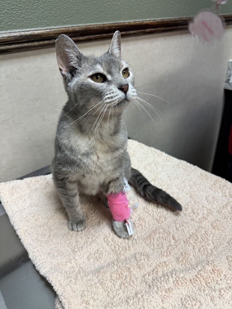 Denton County Animal ER