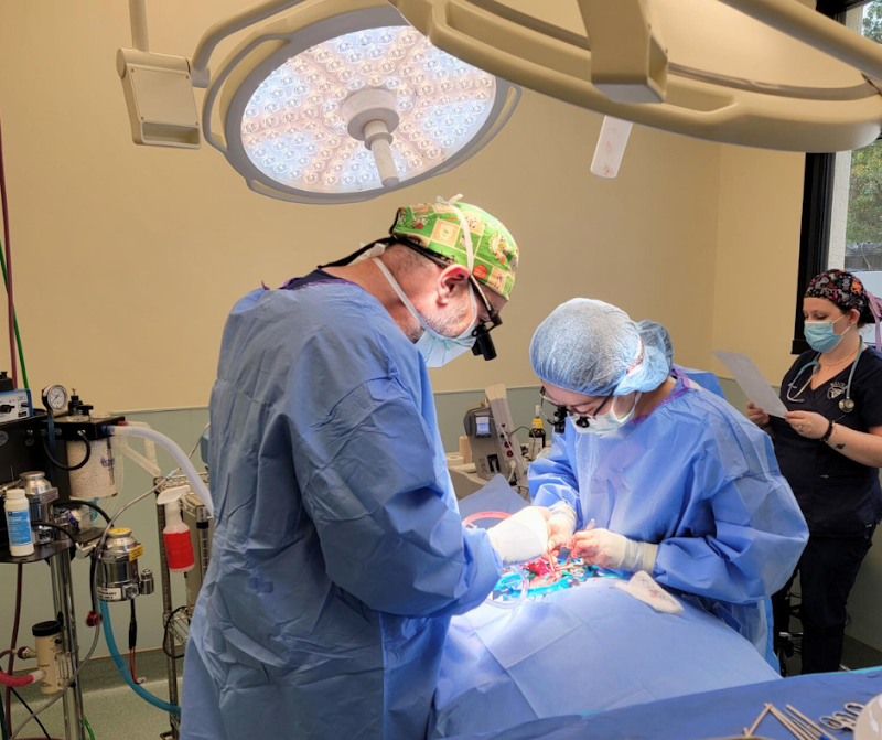 Bay State Veterinary Emergency & Specialty Services