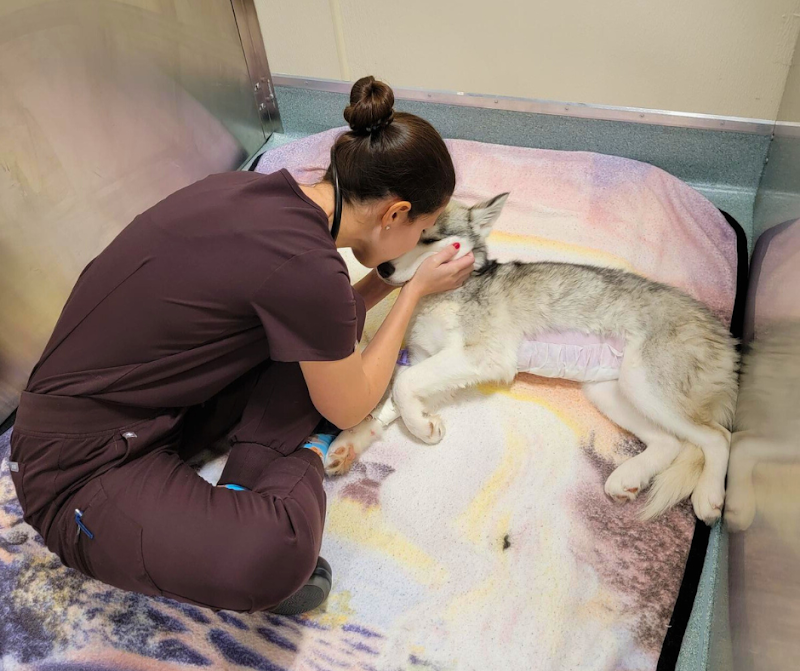 Bay State Veterinary Emergency & Specialty Services