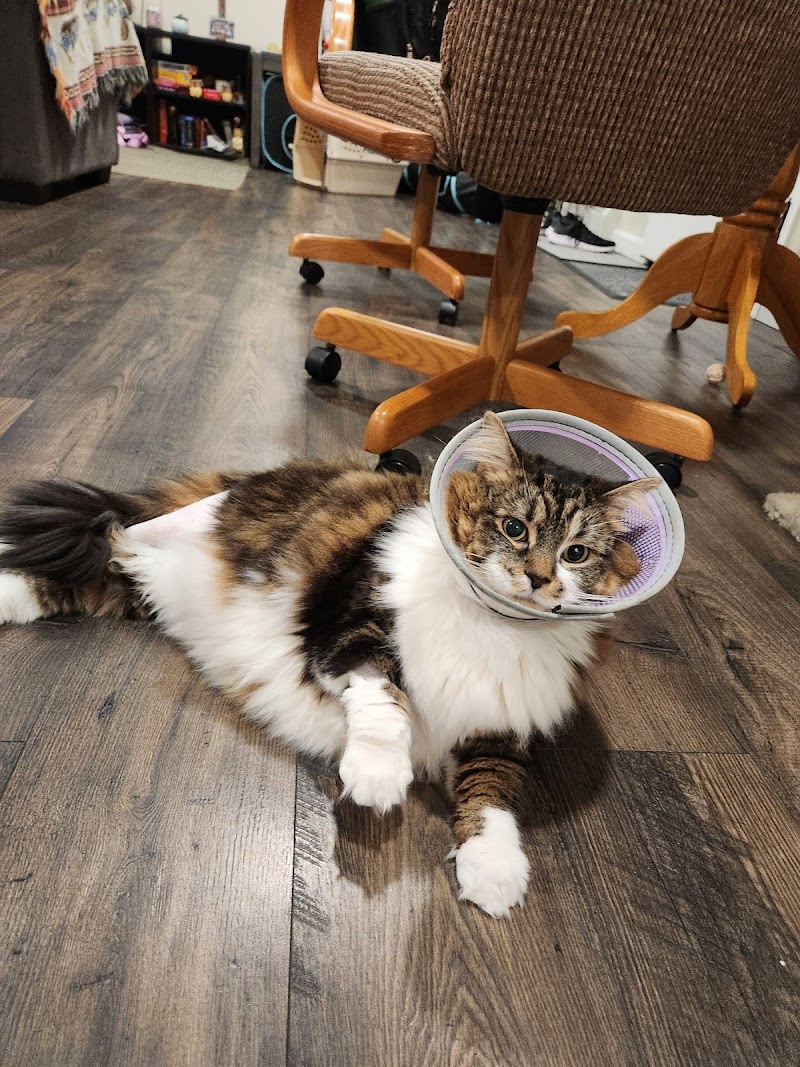 Bay State Veterinary Emergency & Specialty Services