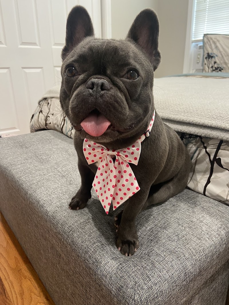 Veterinary Urgent Care Center - Worcester