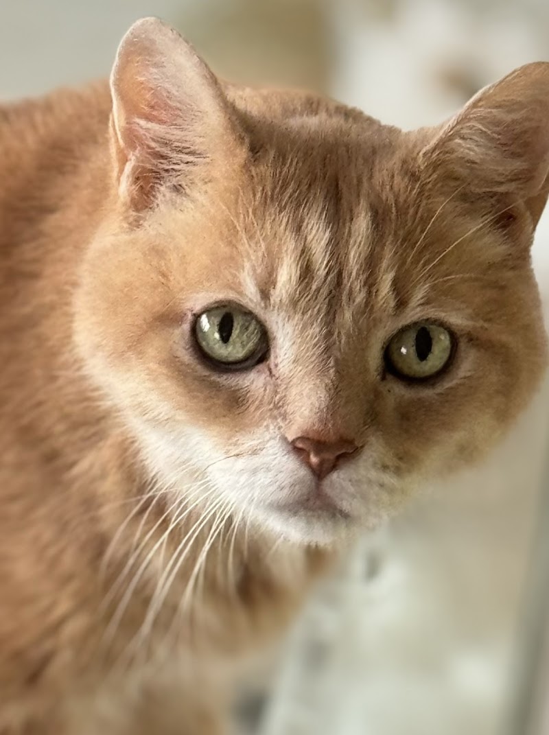 VCA Buckhead Animal Hospital