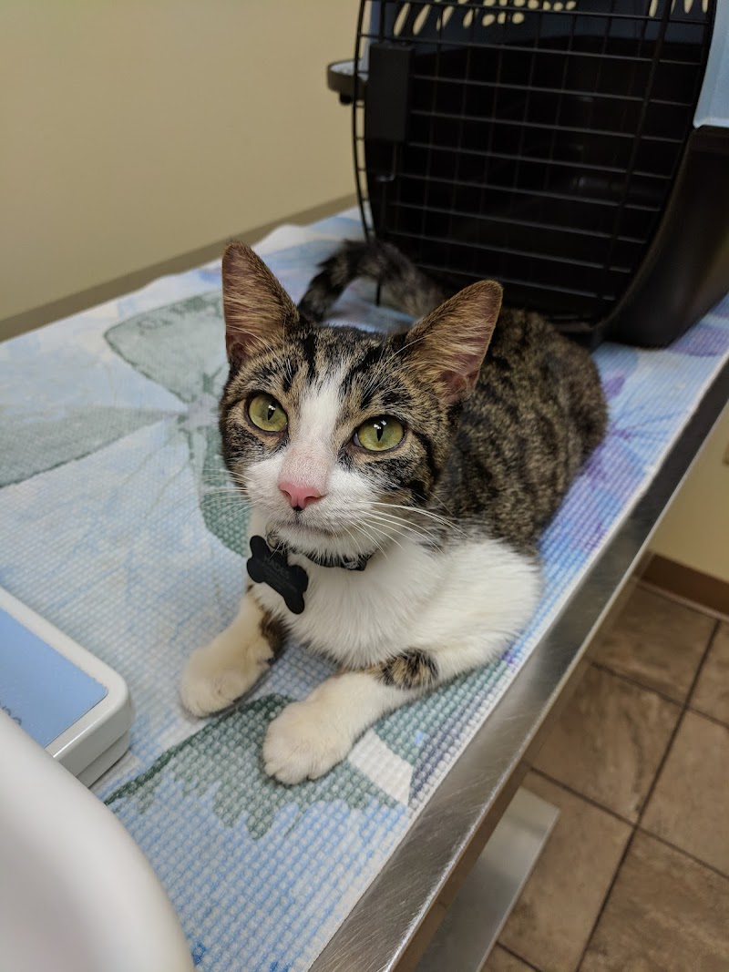 VCA Buckhead Animal Hospital