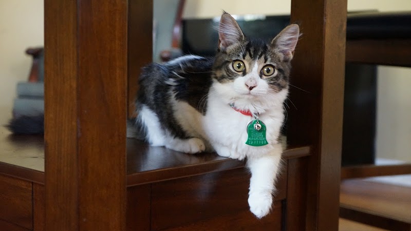 VCA Buckhead Animal Hospital