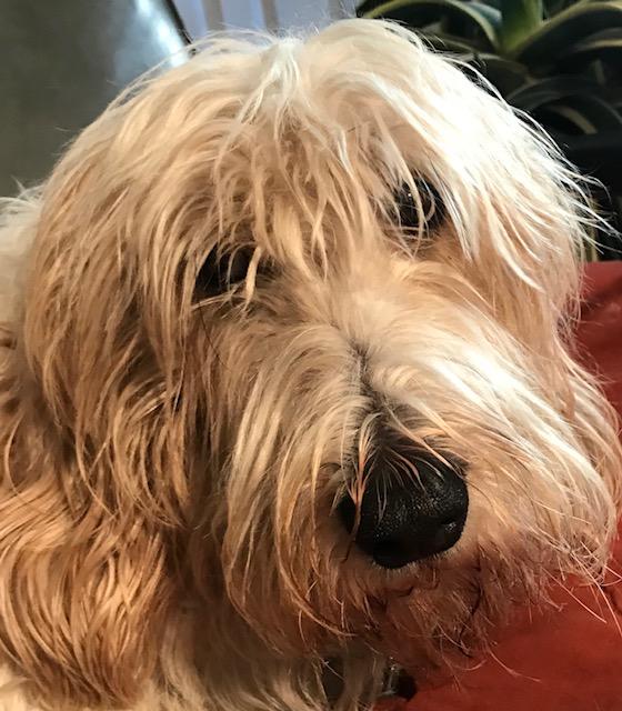 Wicker Park Veterinary Clinic