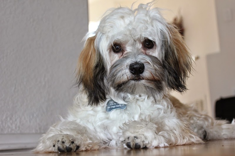 Paradise Veterinary Hospital