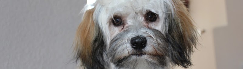 Paradise Veterinary Hospital