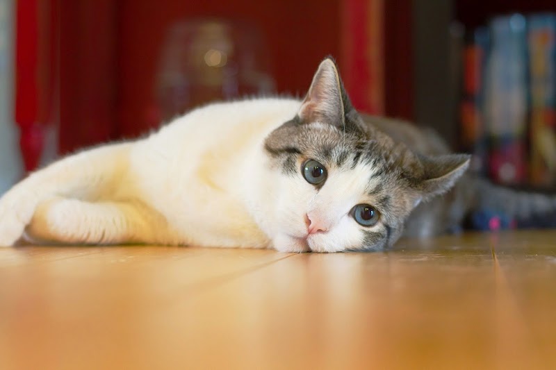 Paradise Veterinary Hospital