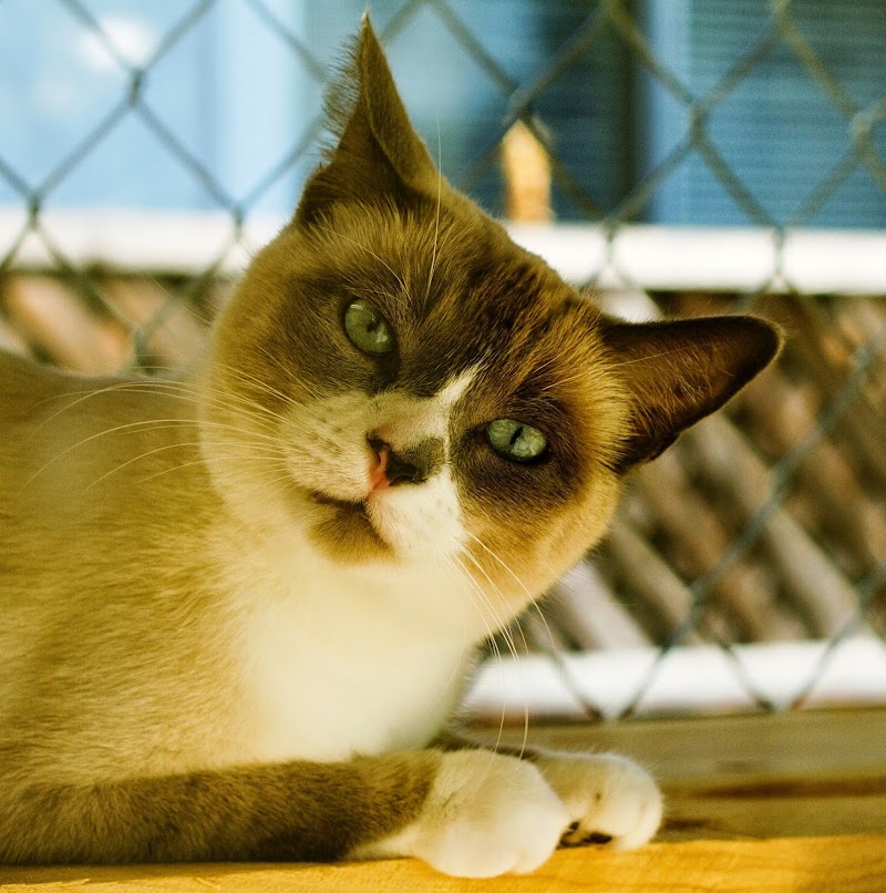 Paradise Veterinary Hospital