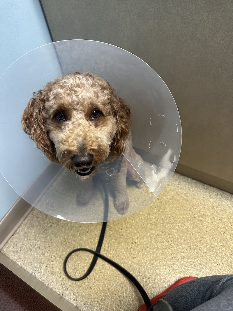 Emergency Veterinary Services