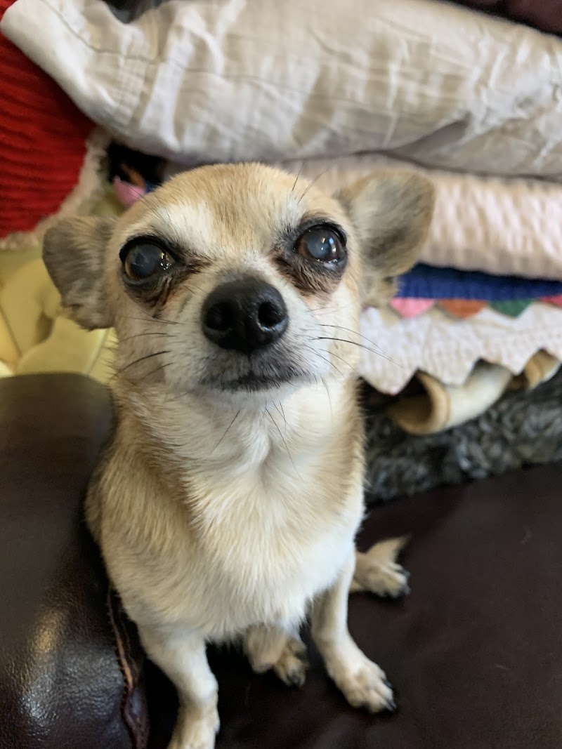 Aborn Pet Clinic
