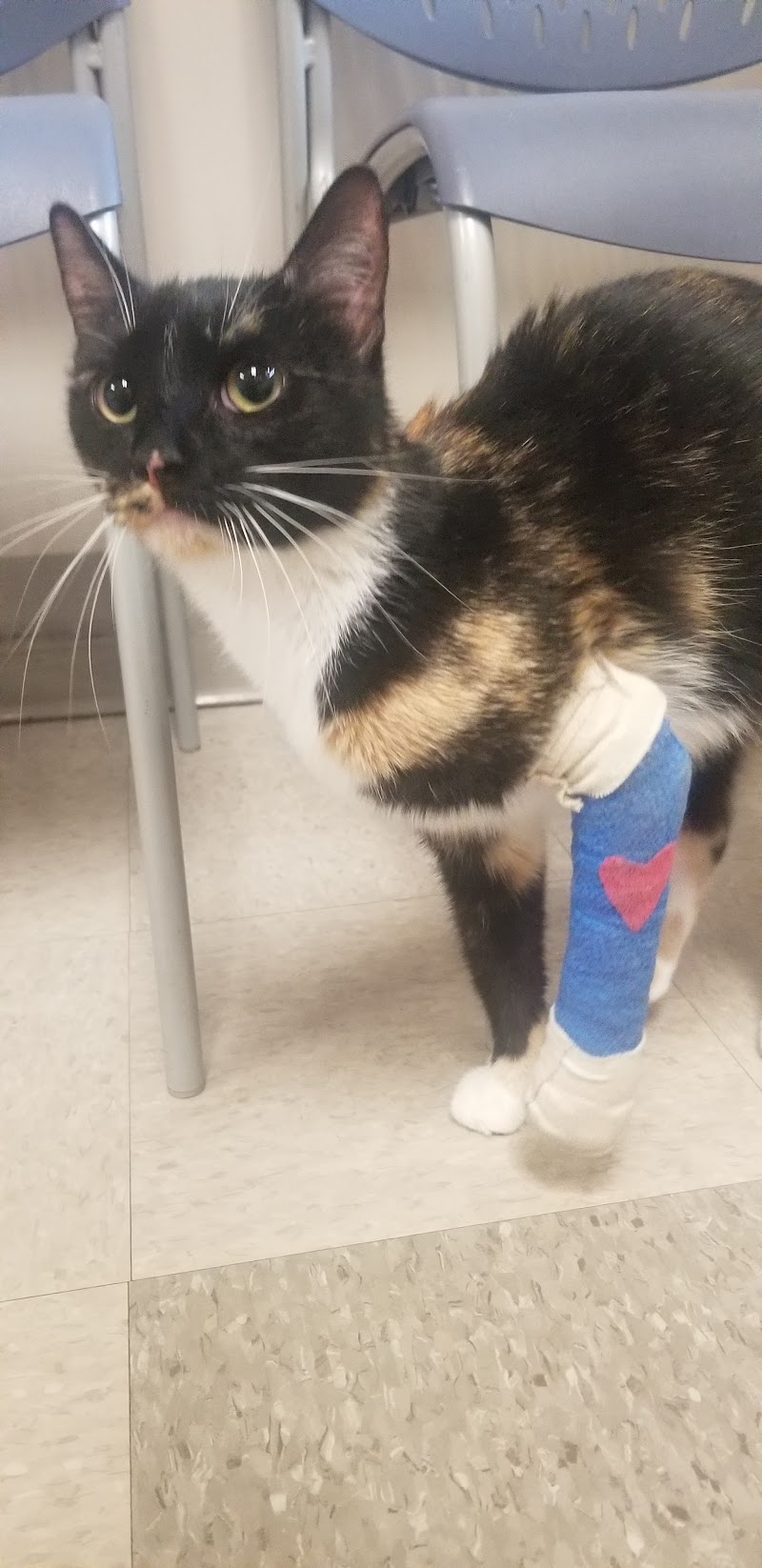 Tufts at Tech Community Veterinary Clinic - Worcester