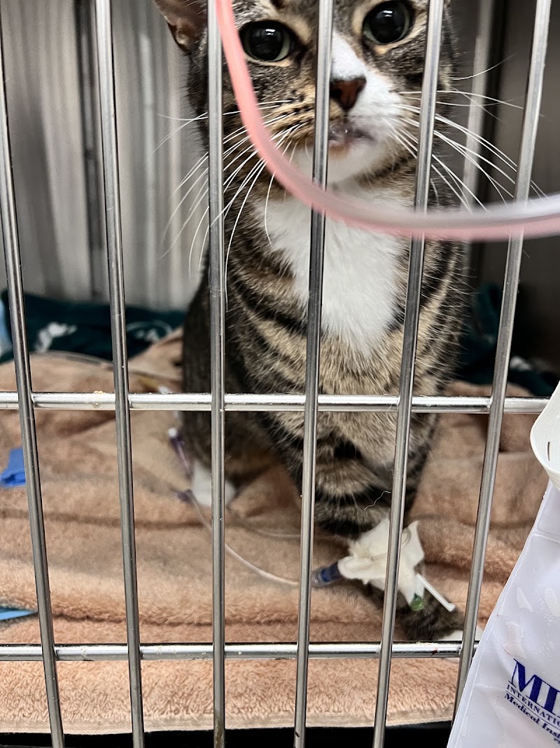VEG ER for Pets