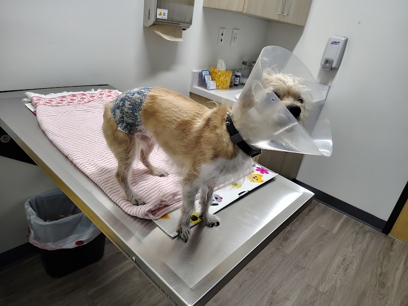 Thrive Pet Healthcare Urgent Care – Torrance