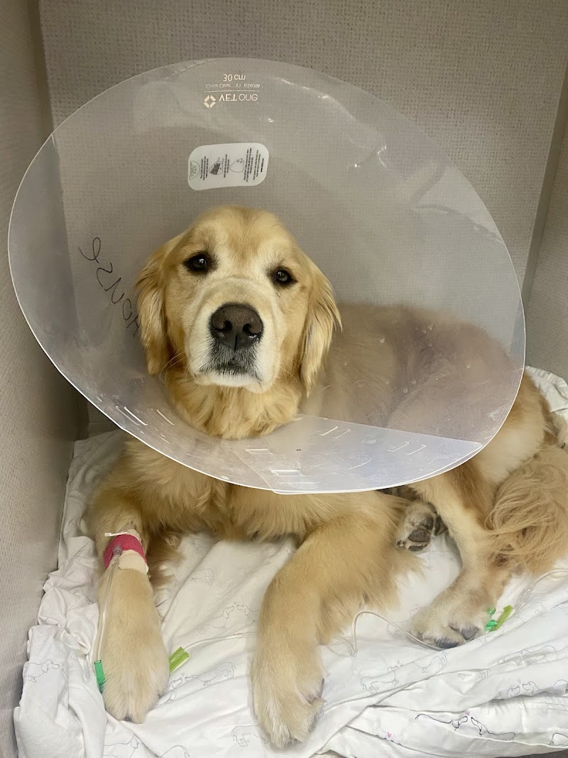 Thrive Pet Healthcare Urgent Care – Torrance
