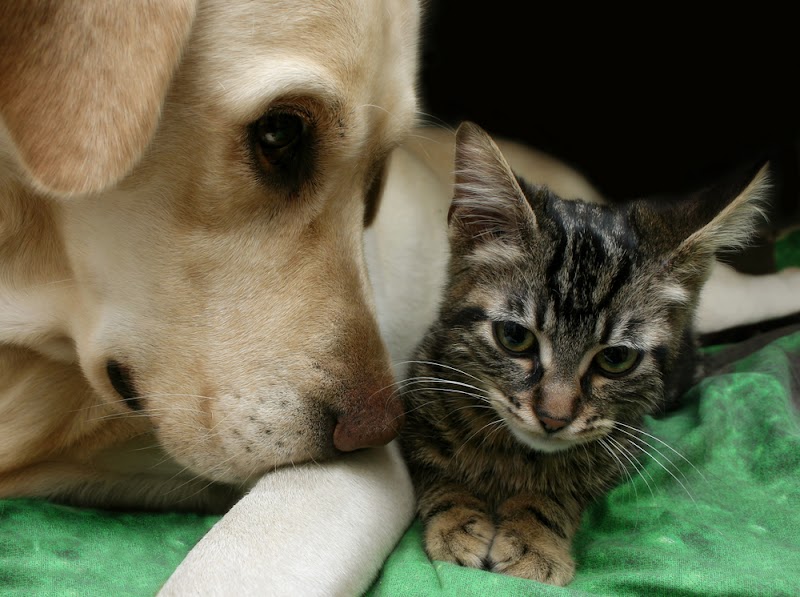 Richboro Veterinary Hospital