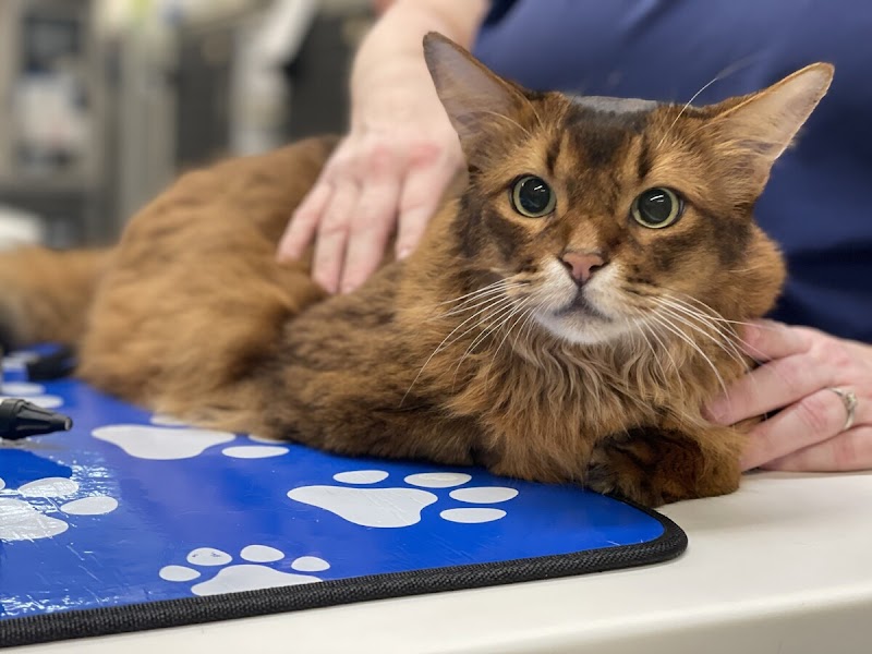 Veterinary Medical and Surgical Group