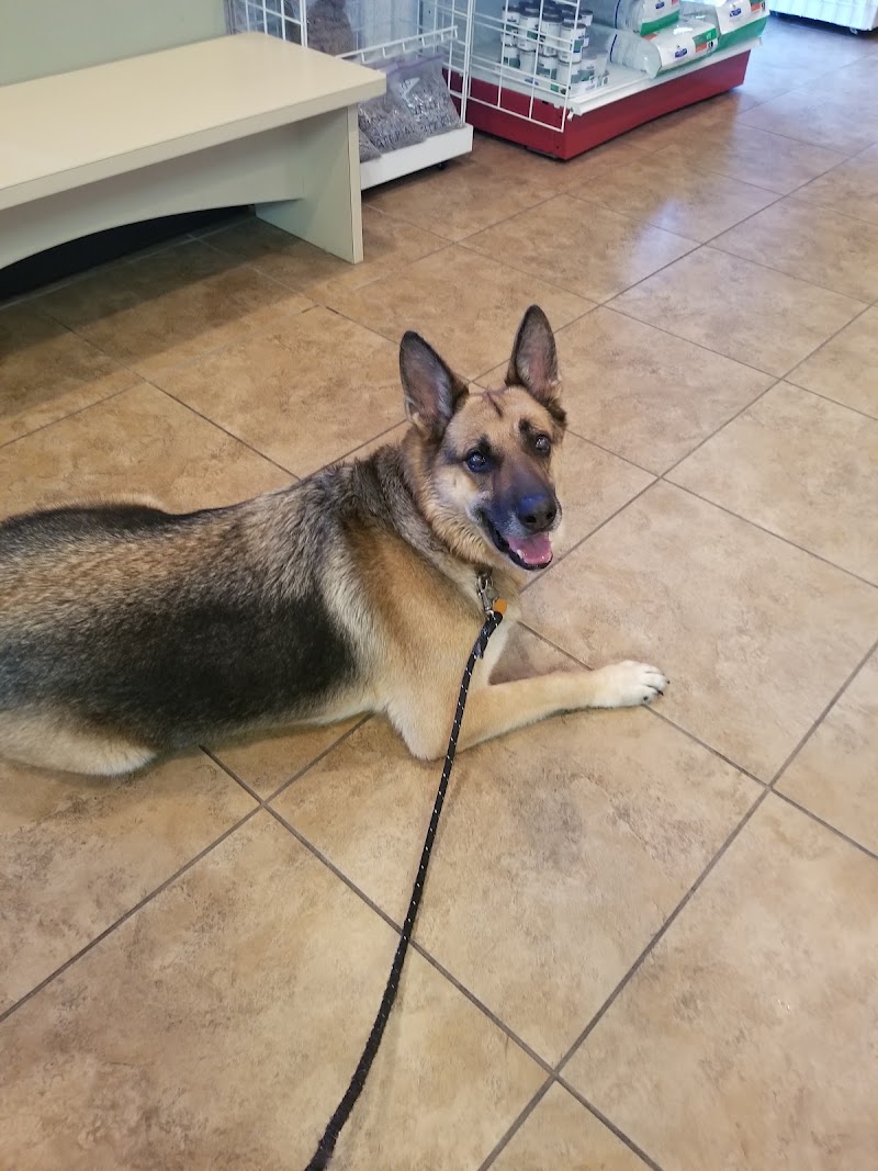 Best Care Animal Hospital