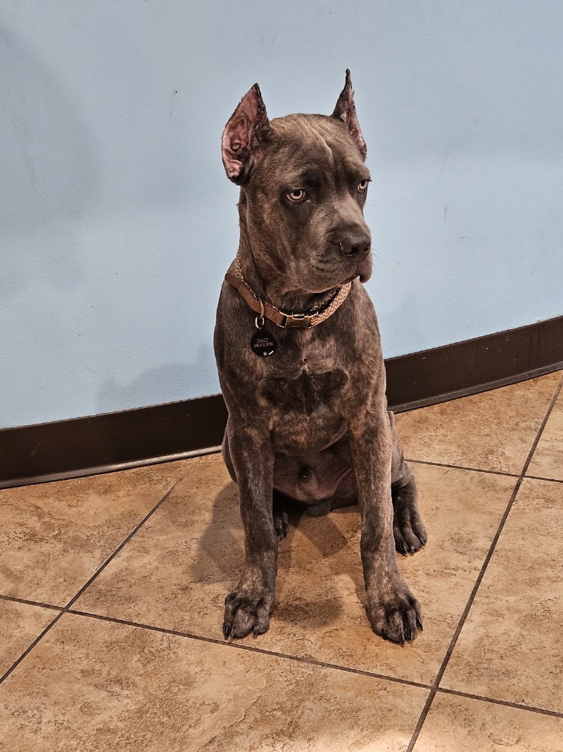 Best Care Animal Hospital