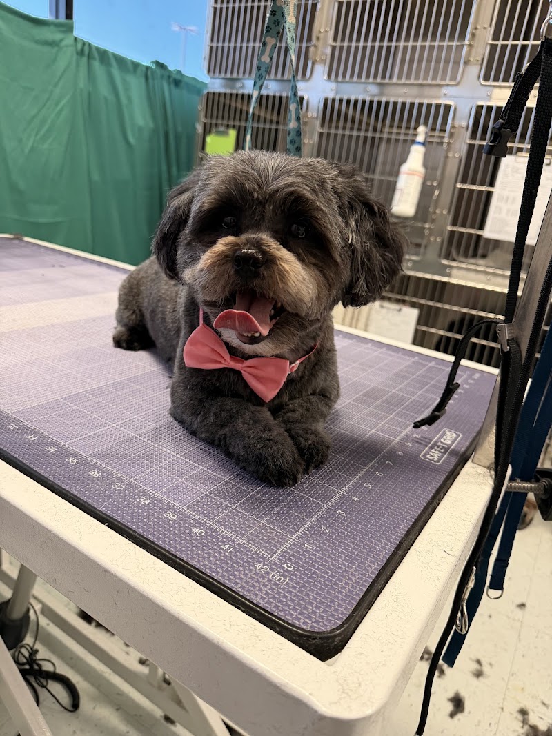 Best Care Animal Hospital
