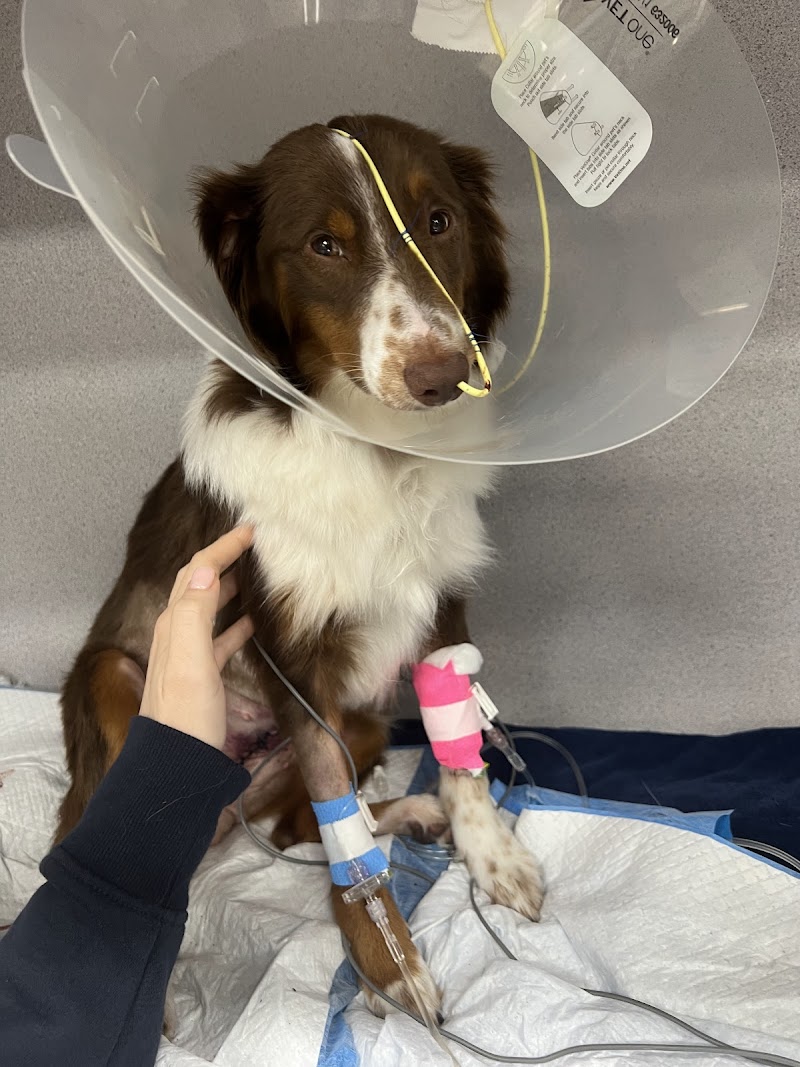 Miami Veterinary Specialists: Emergency Room