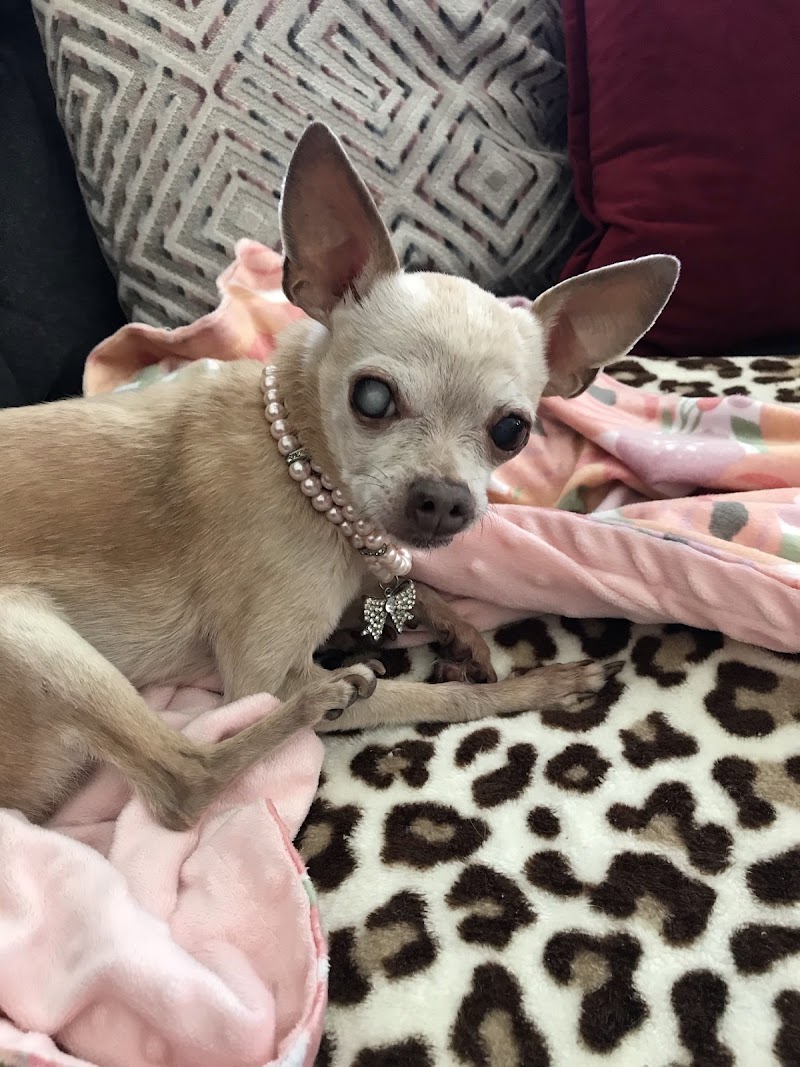 Animal Urgent Care of South Orange County