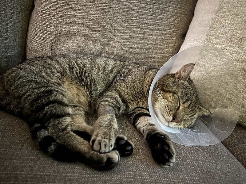 Animal Urgent Care of South Orange County