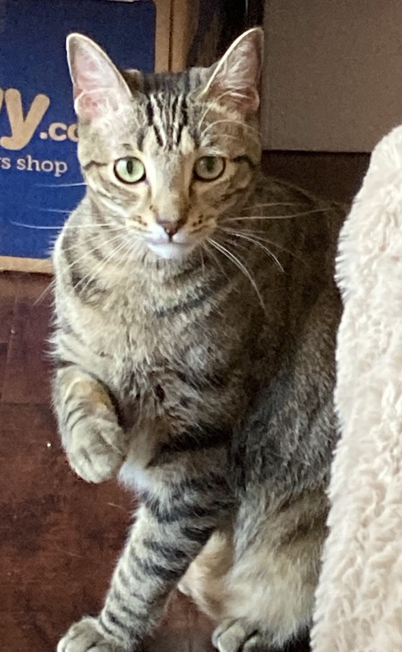Animal Urgent Care of South Orange County