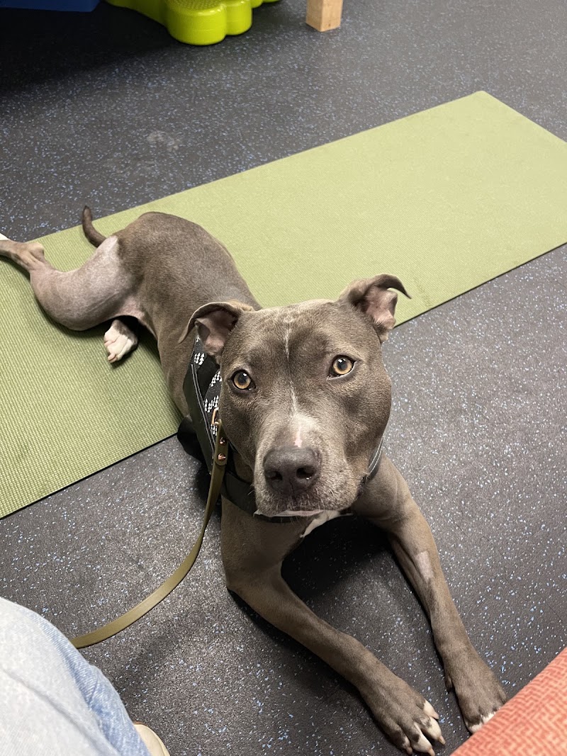 Twin Cities Animal Rehabilitation + Sports Medicine Clinic - North