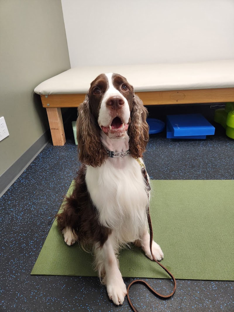 Twin Cities Animal Rehabilitation + Sports Medicine Clinic - North