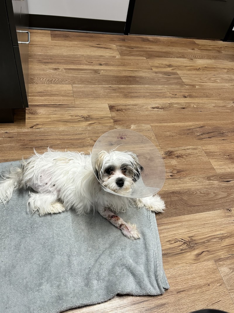 True Animal Vet - The Woodlands