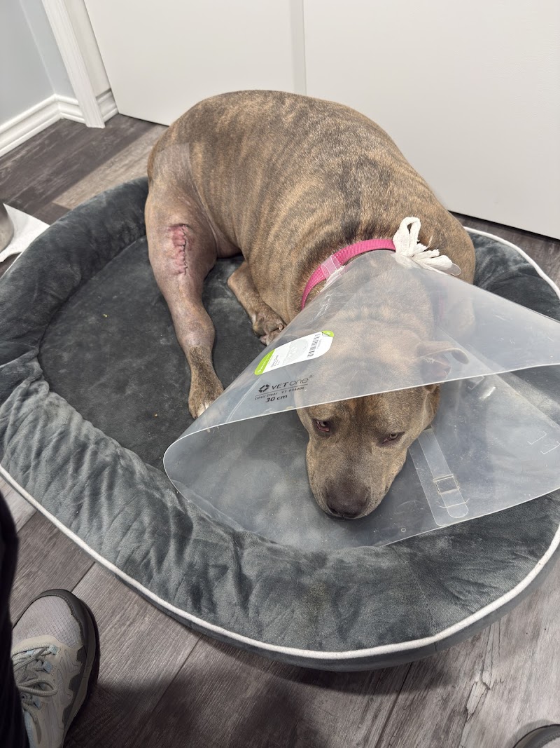 Animal Emergency Hospital of North Texas