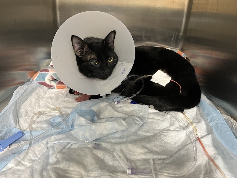 Pet Emergency & Specialty Center-South County