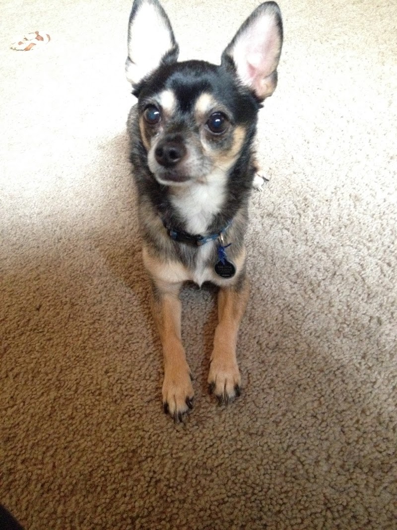 Pet Emergency & Specialty Center-South County