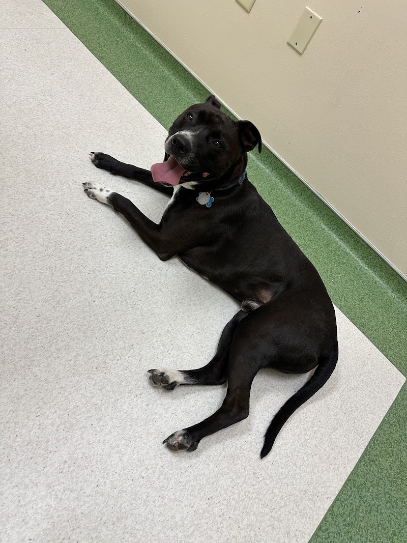 Sugar Land Pet Hospital
