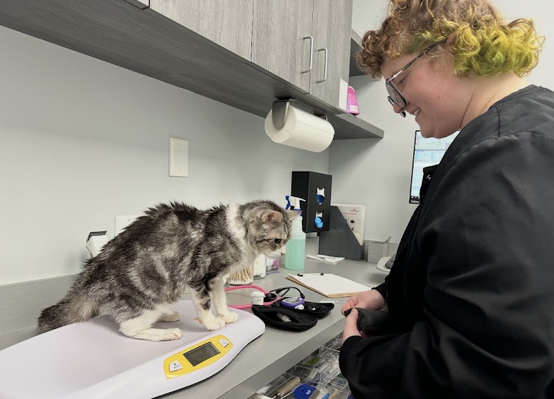 Memorial Cat Hospital