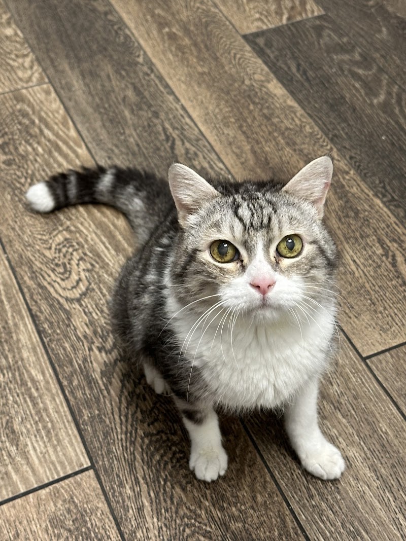 Memorial Cat Hospital