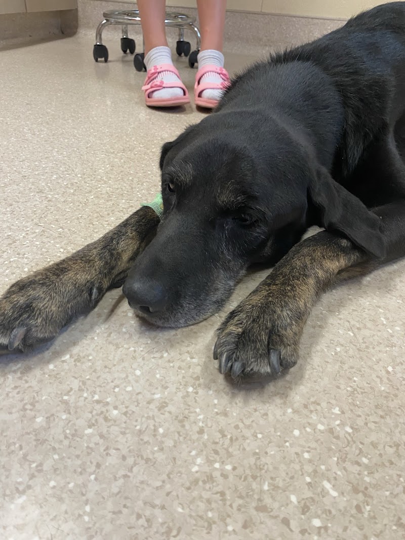 Big Thompson Animal Hospital