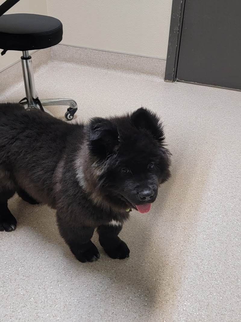 Big Thompson Animal Hospital