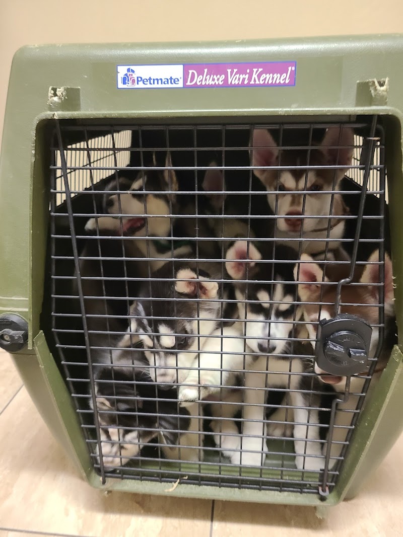 Central Animal Hospital