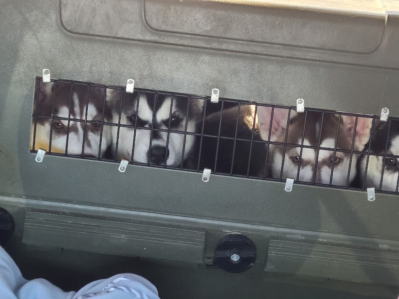 Central Animal Hospital