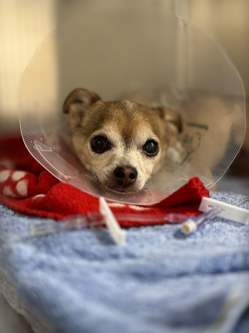 Berkeley Dog & Cat Hospital